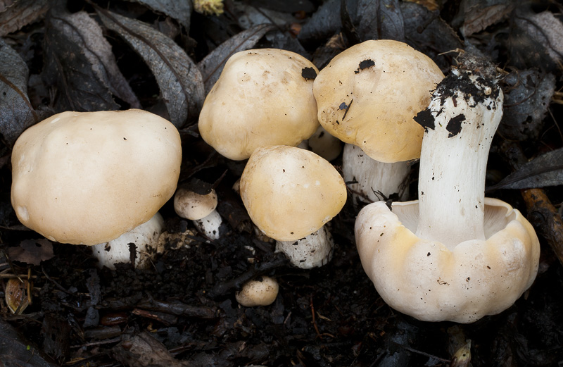 Calocybe gambosa